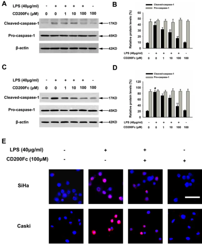 Figure 3: Effects of CD200Fc on cleaved caspase-1 production in LPS-stimulated SiHa cells and Caski cells