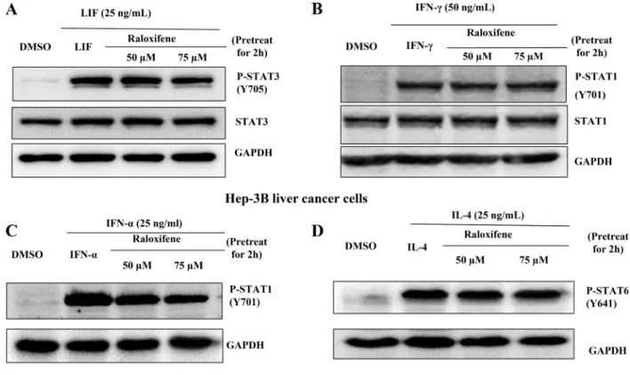 Figure 2: Raloxifene did not affect the phosphorylation of STAT3 on Tyr705 or other STATs induced by other cytokines