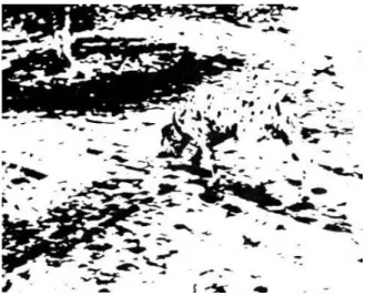 Figure 10 - Reification - our mind constructs the image of triangle even though it  does not technically exist (source:  Wikipedia )