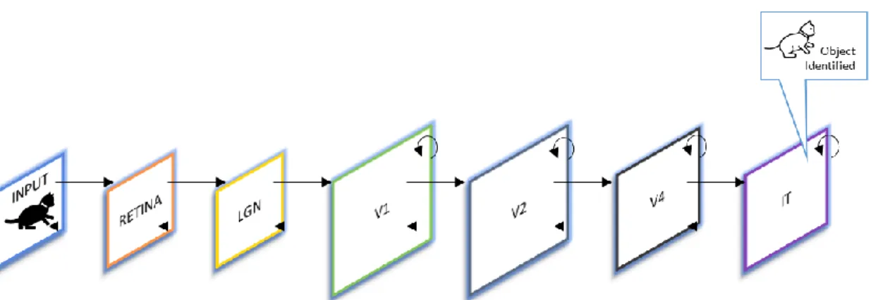 Figure 2.1 Primary visual cortex and its functionality in image analysis.  