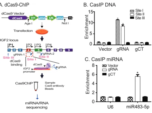 Figure  1:  Identification  of  miR483  as  a  component  of  the IGF2  promoter  complex