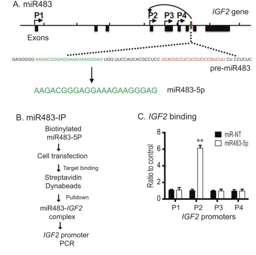 Figure 2: Biotinylated miR483 binds to the IGF2 promoter.  A. Location of miR483-5p and its precursor in the IGF2 locus