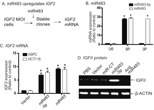 Figure 3: miR483 upregulates IGF2.  A. Strategy to examine the role of miR483 in controlling IGF2 allelic expression
