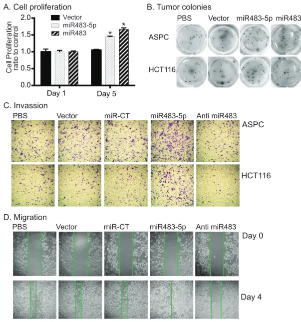 Figure 4: miR483 promotes the formation of tumor colony.  A. Cell proliferation. After miR483 transfection, cells were collected  for analysis of cell proliferation using the MTT assay