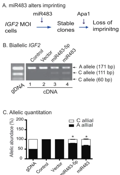 Figure 5: miR483 induces loss of IGF2 imprinting.  A. Schematic diagram of IGF2 imprinting in miR483-transfected cells