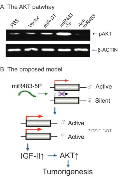 Figure 7: Putative model of the miR483-IGF2-AKT pathway.  A. The activated AKT pathway by miR483-5p