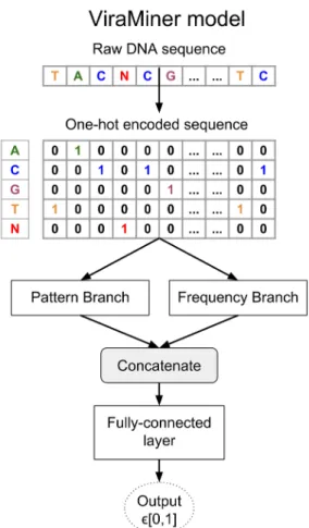Figure 4. The architecture of the ViraMiner model. The model has two convolutional  branches that receive raw sequences with 300 bp length in a one-hot encoded form