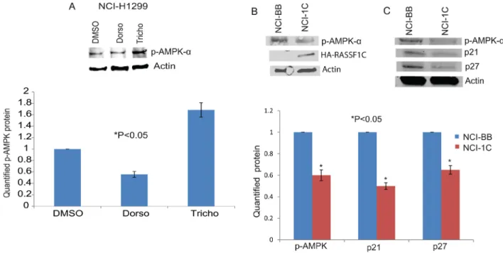 Figure 10: AMPK phosphorylation.  (A) Western blot analysis of p-AMPK in NCI-H1299 cells treated with DMSO, Dorsomorphin  (Dorso) or Trichostatin A (Tricho)