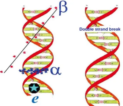 Fig. 3: show DNA strand break mediated by ionising  radiation.[3]  