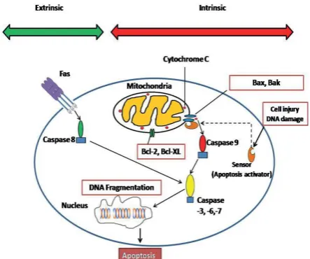 Fig. 2: An overall diagrammatic illustration of the  pathways of apoptosis. Modified from.[62]  