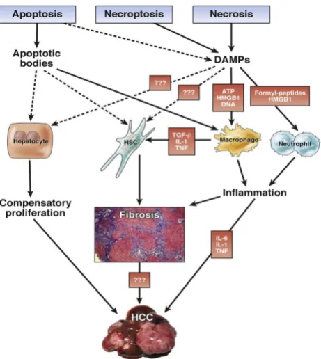 Fig. 3: Impact of specific cell death modes and subsequent cell death responses on development of liver disease