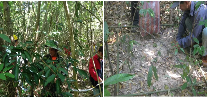 Figure 3: Survey and measurement of NTFPS, branches, leaves and grass   