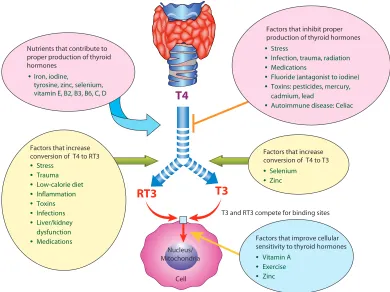 Figure 1: Factors that affect thyroid function. T4, thyroxine; T3, triiodothyronine; RT3, reverse triiodothyronine.