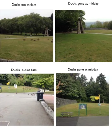 Figure 4. Relationship between Human Activities and Movement of Ducks on Stanley Park Source: Stanley Park and Queen Elizabeth Park Survey, 2014 