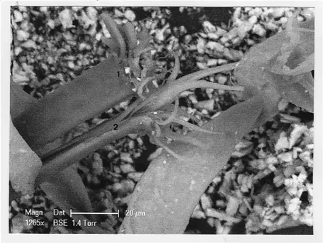 Figure 6: SEM photograph ( in BSE, 1265x) of the EB1 basis ( 1and 2 indicate the two terminal parts of the eyebrow basis at each sides of the split end)