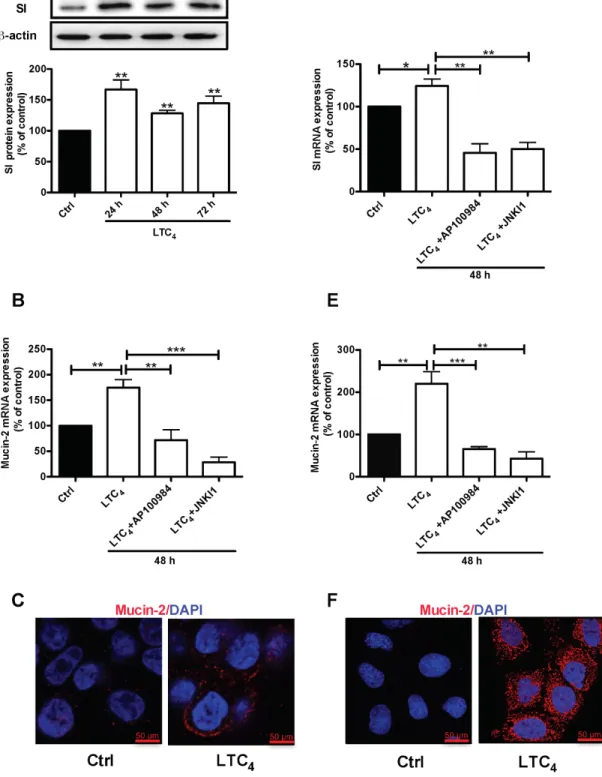 Figure 5: Effect of LTC 4  on the expression of the differentiation markers SI and Mucin-2 in colon cancer cells