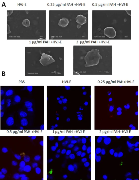 Figure 2: HVJ-E coated with PAH.  (A) Electron microscopy of HVJ-E and of P-HVJ-E (PAH concentrations: 0.25–2 μg/ml)