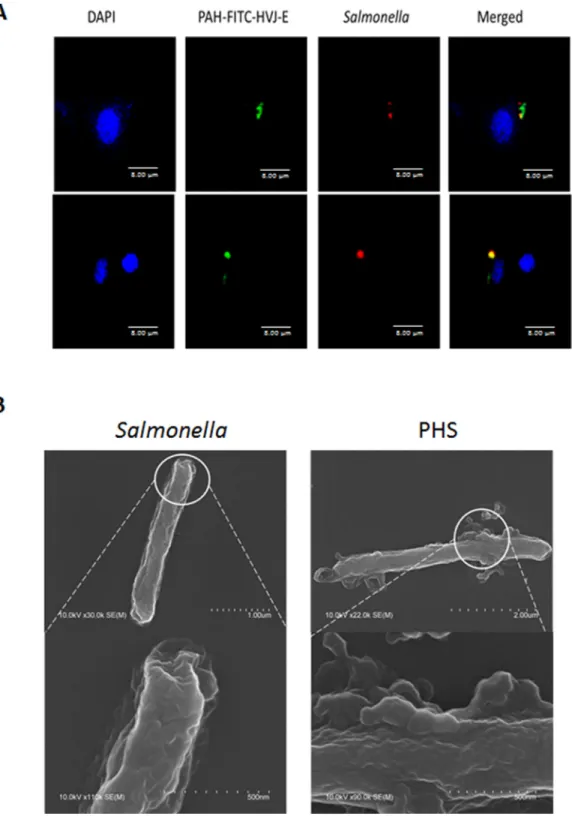 Figure 6: Salmonella coated with P-HVJ-E.  (A) B16F10 cells treated with 10 MOI of PHS were imaged by confocal microscopy