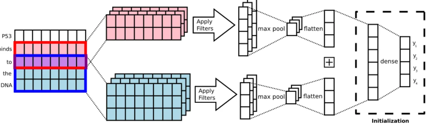 Figure 2: Convolutional Neural Network ( CNN ) architecture with the initialization layer outlined