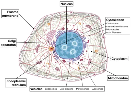 Fig. 2.1 Schematic overview of the animal cell. Eight primary SCCs, including Plasma membrane, Nucleus, Cytoplasm, Versicles, Mitochondria, Cytoskeleton, Endoplasmic reticulum, Golgi apparatus, and their substructures