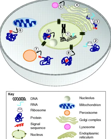 Fig. 2.2 Schematic overview of intracellular protein trafficking.The major components of the eukaryotic cell are the cytosol, the nucleus, the nucleolus, the ER, the Golgi apparatus, mitochondria and the peroxisome