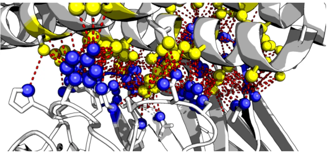 Fig. 2.3 Physical contact between two proteins. The physical PPI is the biochemical events steered by electrostatic forces (red dotted lines) between the molecules of two proteins (blue spheres and yellow spheres)