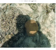 Fig. 5. Results for the image shadow.tif 