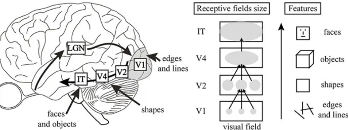 Figure 3: Visual cortex and feature extraction (Herzog &amp; Clarke 2014). The image describes how the visual cortex of a human works