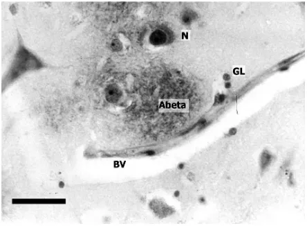 Fig. 1. Histological features visible in a thin sec-