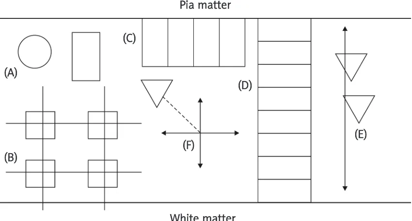 Fig. 2. Sampling methods by which quantitative estimates of histological features can be obtained: A) plotsampling (circular or rectangular plot), B) grid sampling, C) transect sampling (parallel to pia mater),D) transect sampling (across cortical laminae), E) the line-intercept method, F) point-quarter sampling.