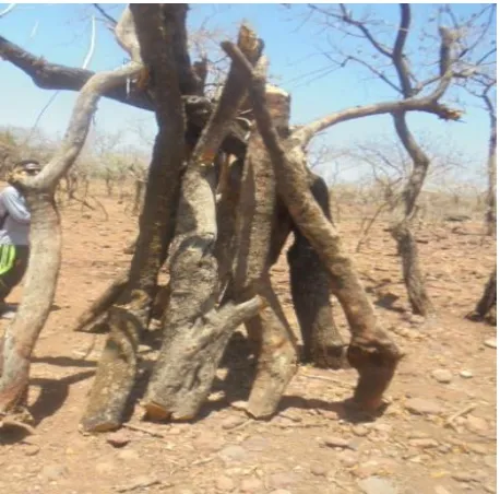Figure 2. Illegal cutting of trees in Waldiba Natural  Forest.  