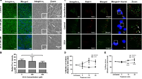 Fig. 3 (E(ex vivomicroscope (A and B) DCA reduces integrin-av expression in oesophageal tissue explants