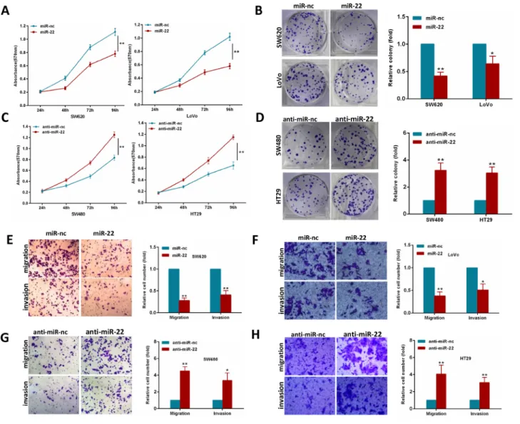 Figure 2: MiR-22 modulates CRC cell proliferation, colony formation, migration and invasion