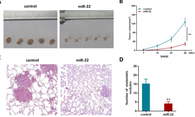 Figure 3: MiR-22 suppresses the growth and metastatic ability of CRC cells in vivo.  (A) Effects of miR-22 on subcutaneous  tumor generation