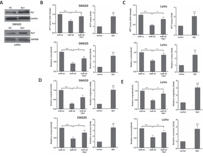 Figure 5: The levels of Sp1 influence the effects of miR-22 in CRC cells.  (A) Sp1 protein level was detected by Western blot  analysis after transfection with Sp1 in SW620 and LoVo cells