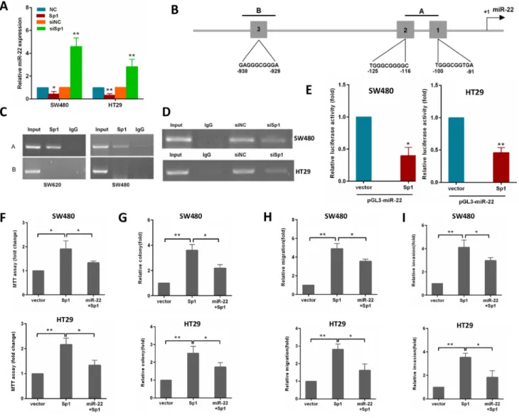 Figure 6: Sp1 binds to the promoter of miR-22 and depends on the miR-22 to promote CRC aggressiveness