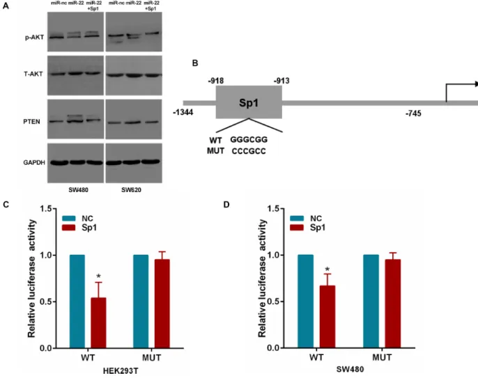 Figure 7: MiR-22 affects PTEN/AKT pathway through Sp1.  (A) The PTEN, p-AKT and T-AKT protein levels were analyzed 