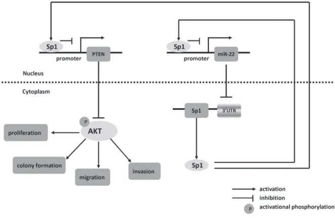 Figure 8: Schematic of pathways involved in the tumor-suppressor role of miR-22 in CRC cells.