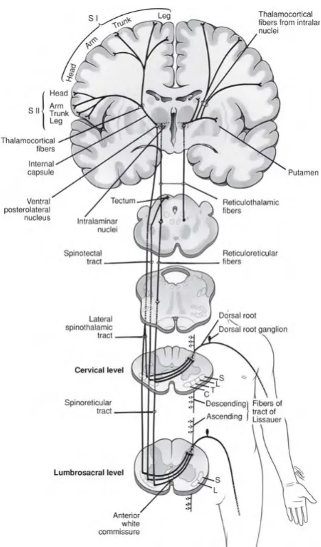 Figure 2.1: schematic representation of nociceptive pathways. From [2].