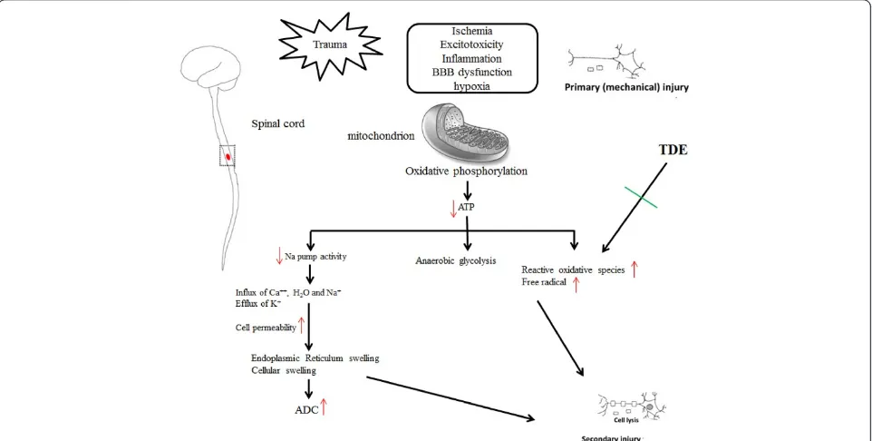 Figure 6 The schematic results of current study. We proposed that TDE protects cells against hydrogen peroxide or radical scavenging-inducedtoxicity, and that an antioxidant mechanism through ROS scavenging may be in part responsible for cells neuroprotection.