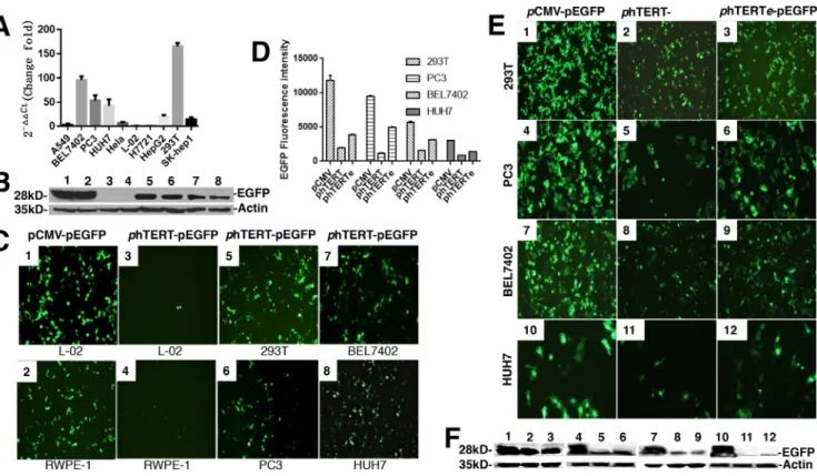 Figure 1: The activity assay of phTERT promoter in different cell lines. (A) Comparison of the expression of endogenous  hTERT protein in different cell lines by real-time PCR