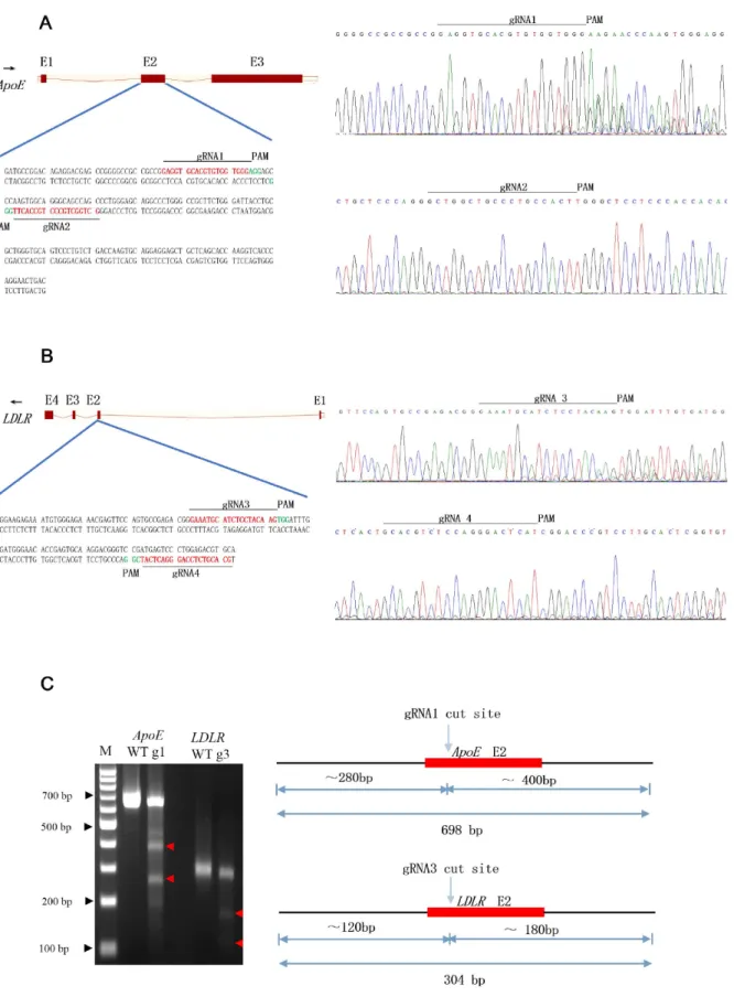 Figure 1: Design and CRISPR/Cas9 assay.  (A, B) Schematic and sequencing chromatography of genomic DNA of the CRISPR/Cas9- CRISPR/Cas9-targeting sites in pig APOE  (A) and LDLR (B) genes