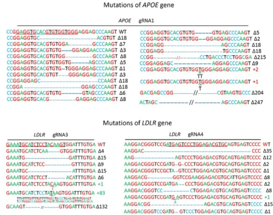 Table 1: The efficacy of CRISPR/Cas9-mediated gene targeting in PEFs