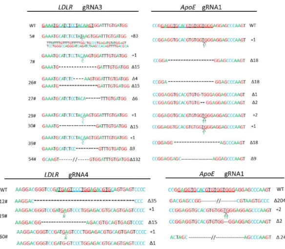 Figure 3: ApoE/LDLR double-mutant cell colonies for SCNT. The chromatogram for a partial genomic sequence of ApoE/LDLR  double mutant PEF colonies