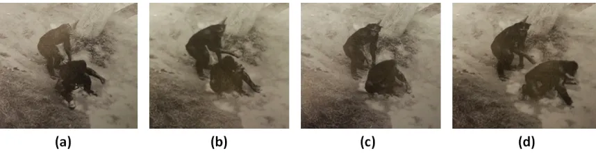 Figure 1: Example of possible bonobo iconic gestures. (a) Start of swing gesture (or shove); (b)End of swing gesture (or shove); (c) Start of iconic swing, other bonobo starts to move;(d) End of iconic swing, other moving