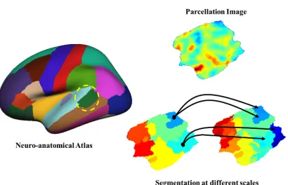 Figure 1: Constructing an HCRF using a standard neuroanatomical atlas (left), and a par-cellation image (top-right)