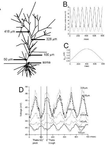 FIGURE 1.A: Schematic of realistic CA1 pyramidal neuronpartment at 328model. B: Theta drive conductances injected to proximal compart-ment at 100 lm from soma center (solid trace) and to distal com- lm from soma center (dashed trace)