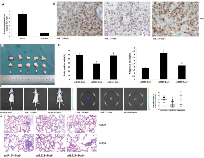 Figure 8: miR-128 decreases tumor growth and metastasis by Bmi-1 in nude mice.   (A) miR-128 expression in tumor  xenografts was measured with qRT-PCR