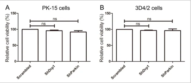 Figure 11: The effect of shRNA interference on cell viability.  The cell viability of PK-15  (A) and 3D4/2 (B) cells transfected 