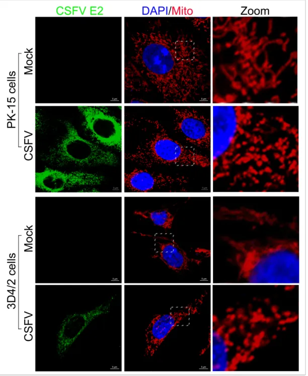 Figure 7: Mitochondrial fission induced by CSFV infection.  Confocal microscopy images showing mitochondrial fragmentation  in CSFV-infected cells